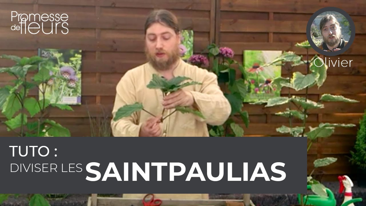 Tuto : Diviser les saintpaulias