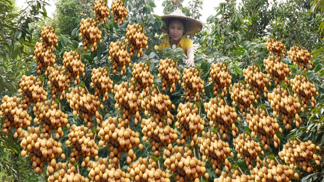 harvest longan and climbing figs to go to the market to sell - mary daily life