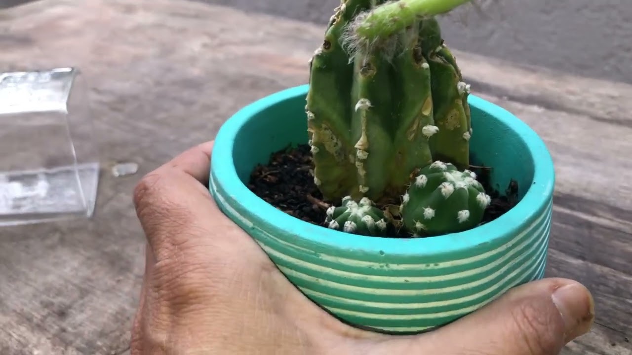 Cactus in bloom  Friday, May 31, 2024, at 1:35 PM