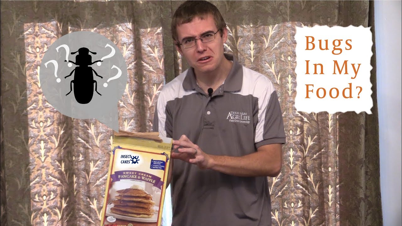 How to Handle Bugs in My Food?