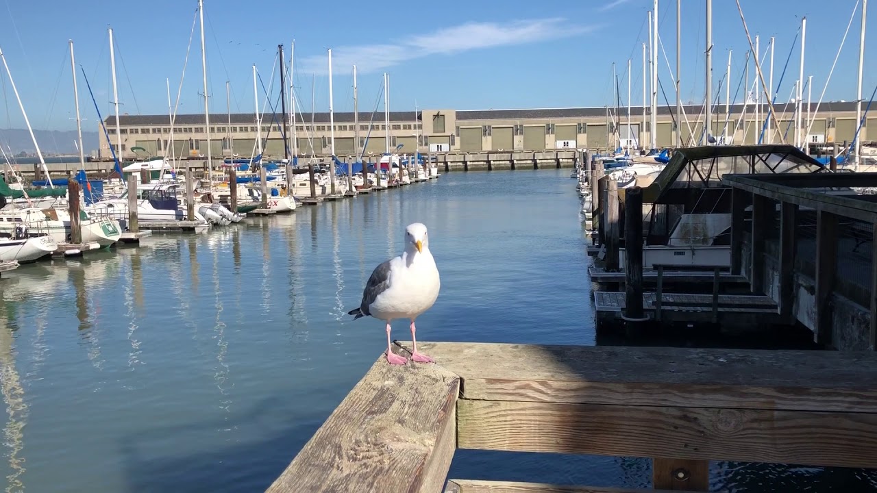 SF local seagull
