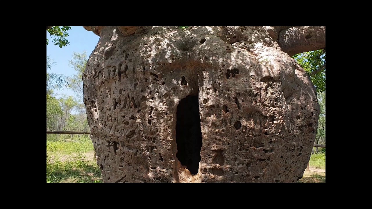 AJ is @Western Australia The Boab Prison Tree, Derby is a 1,500 year old