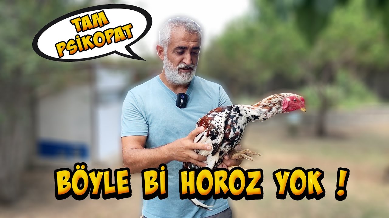 ÇİFTLİĞE HİNT ARIYORUM. @Bisikletli Rehber @Harikalar Diyarı #tavuk#horoz#shamo#hint#yarka#kümes