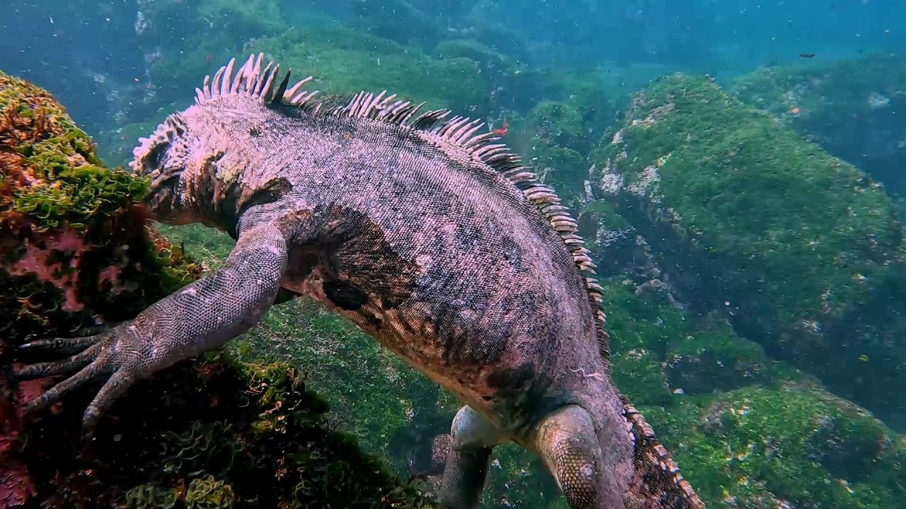 Galapagos 2025.