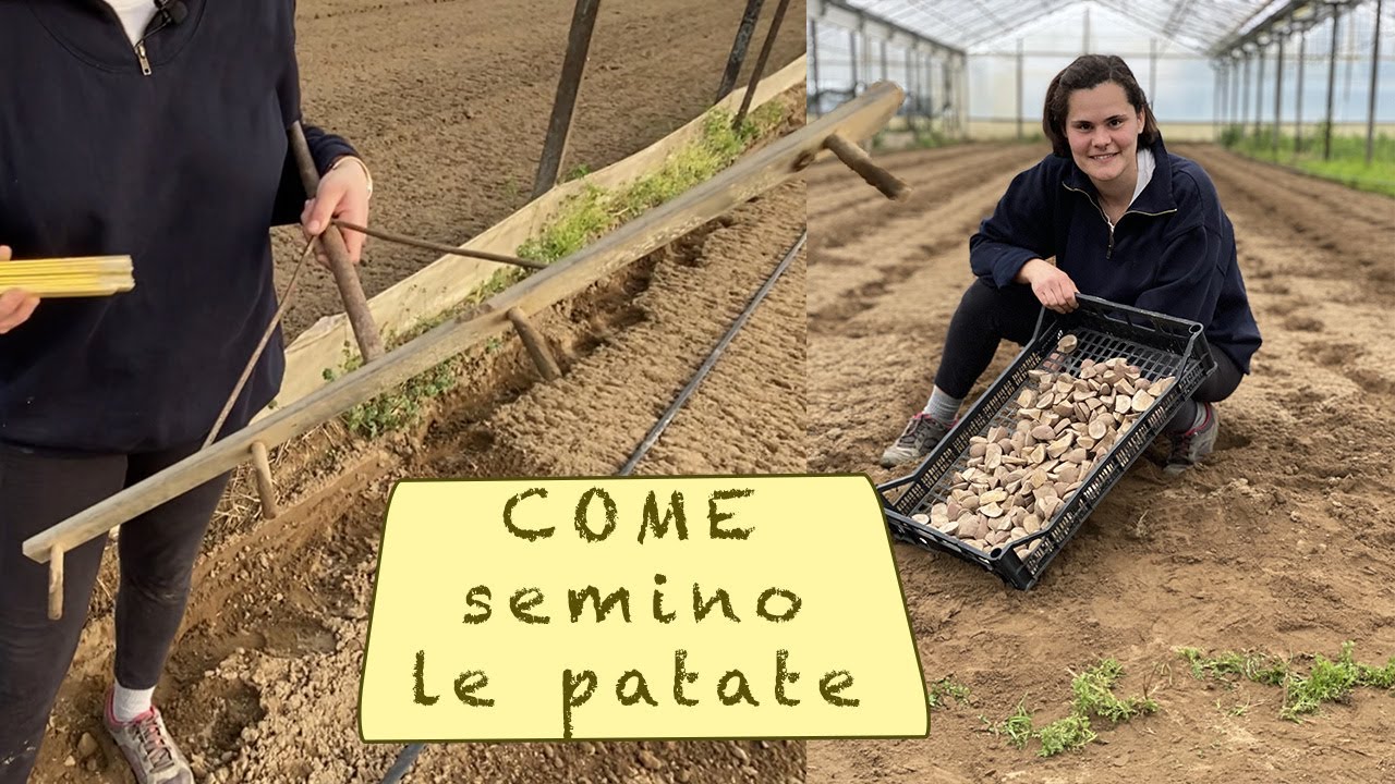COME SEMINARE LE PATATE