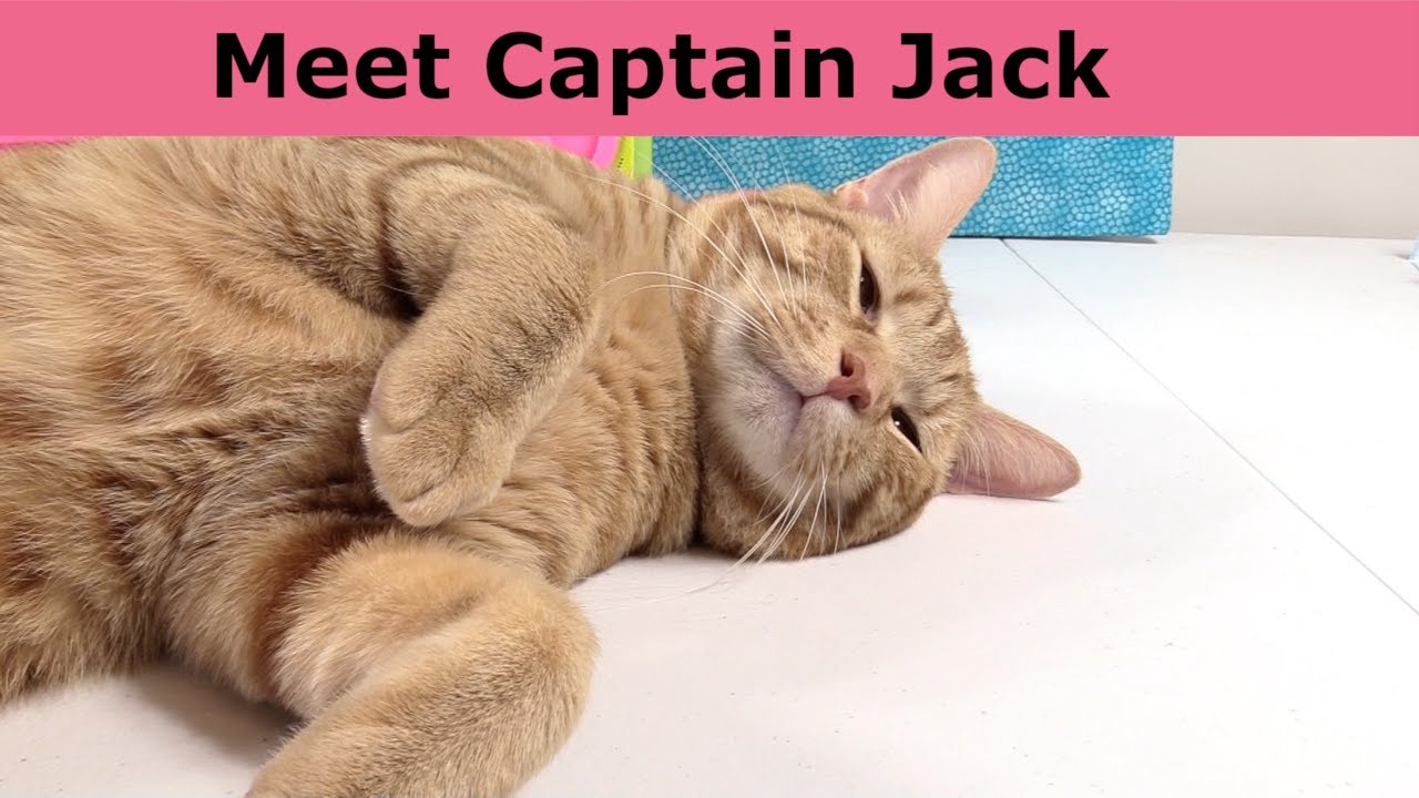 Meet Captain Jack Our New Orange Tabby Kitty Cat | PaulAndShannonsLife