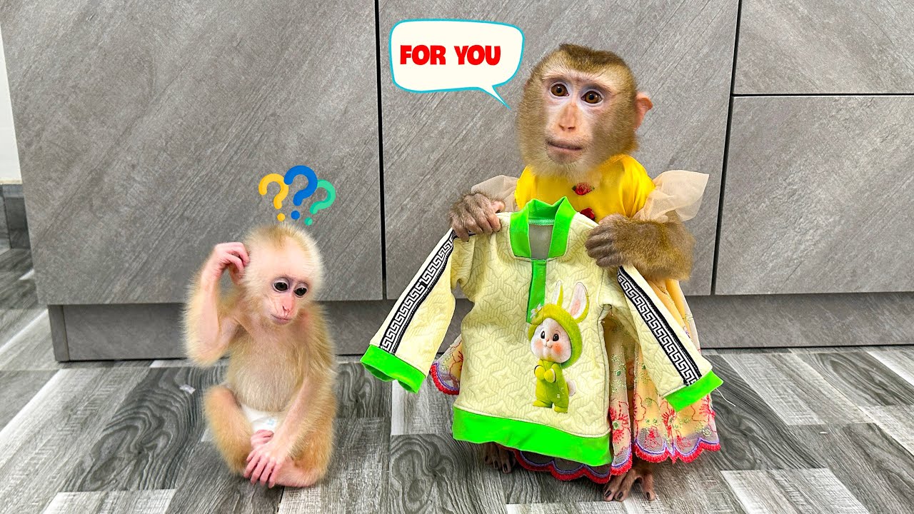 So emotional! Monkey Kaka gave a shirt to baby monkey Mit