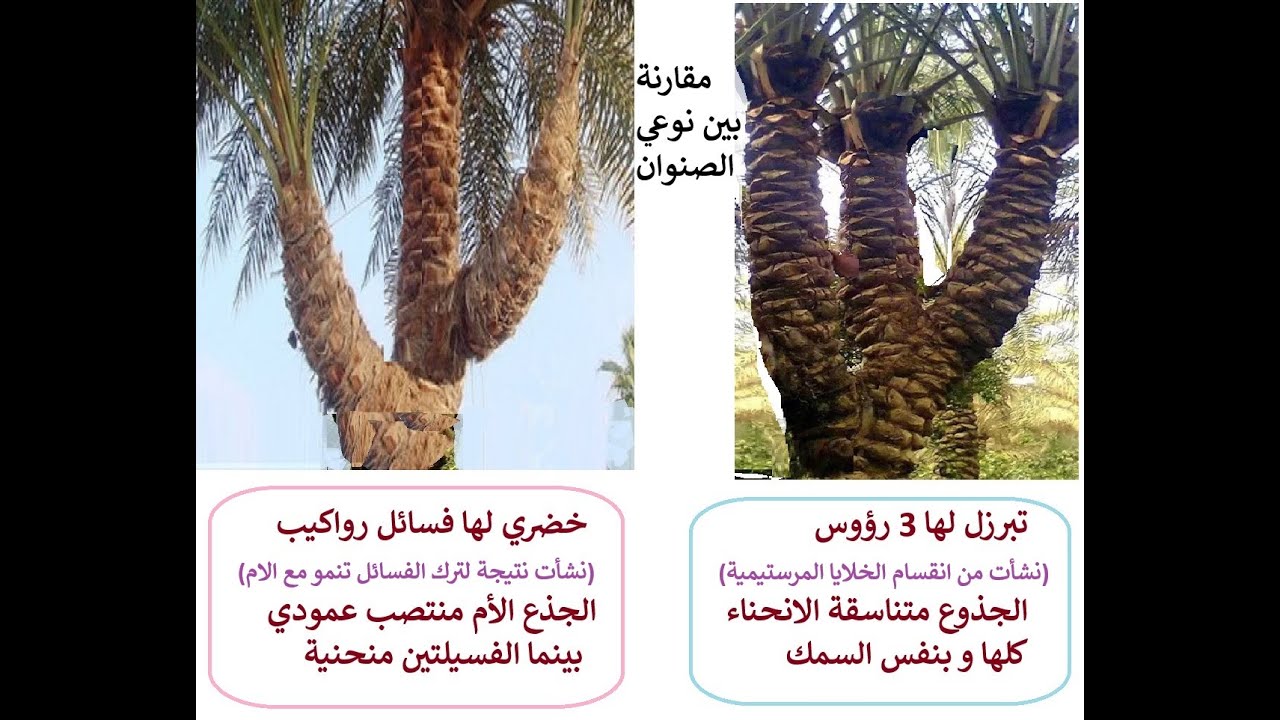 من اسرار نخيل التمر 