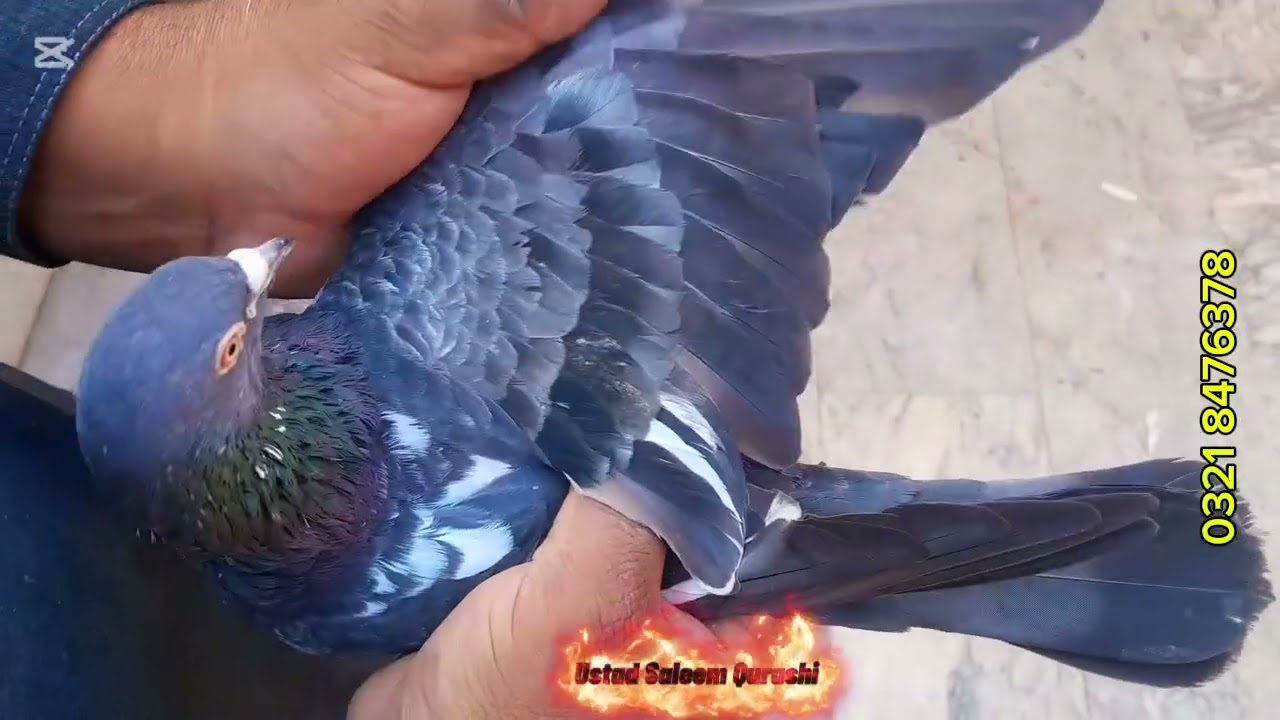 Showing very beautiful jumper pigeon 