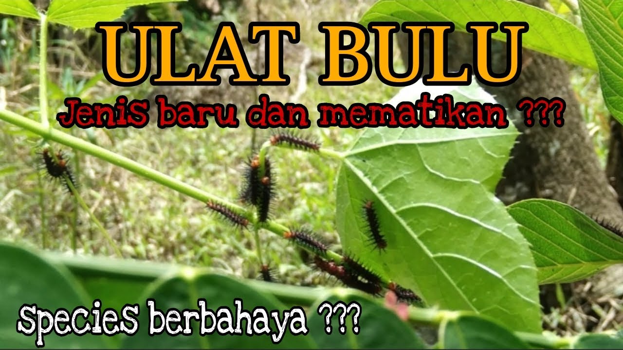 ULAT BULU || (lepidoptera limacodidae)_species baru dan beracun ???