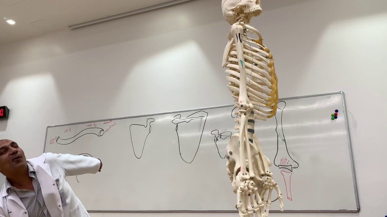 Clavicle  & scapula (Upper limb 1)