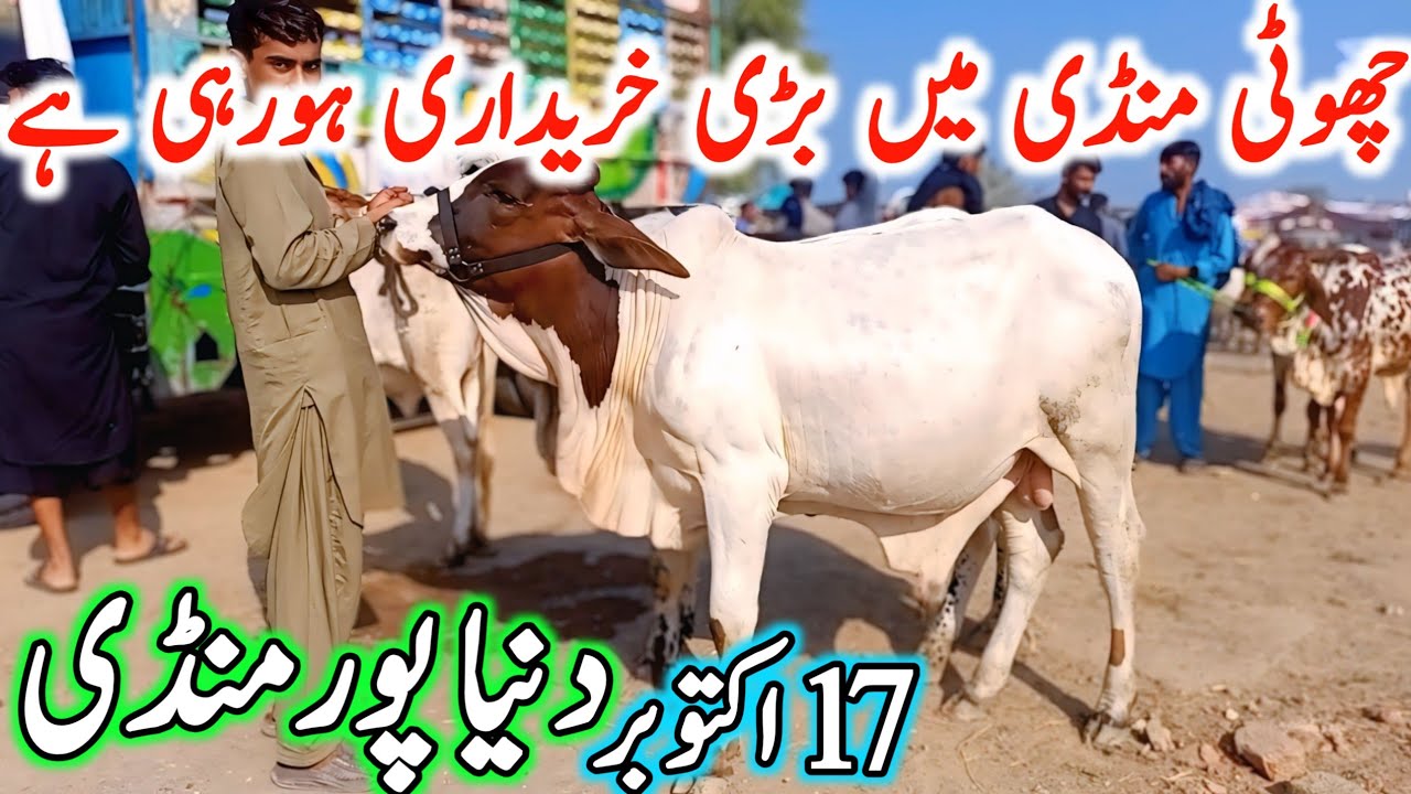 Duniya Pur Cow Mandi | Sahiwal Cholistani Cow Mandi | Cow Mandi 2024 | Chand TV Punjab Farming