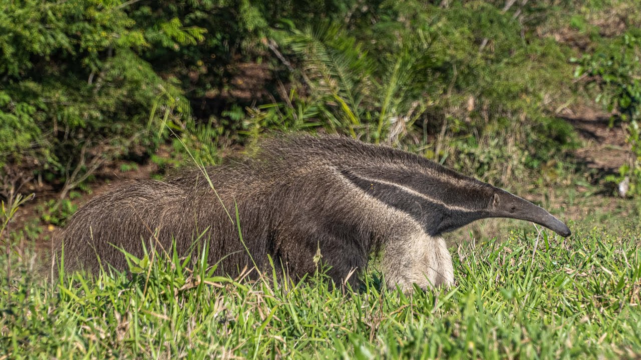 Chapter 5- Aguape Lodge, Pantanal, Brazil
