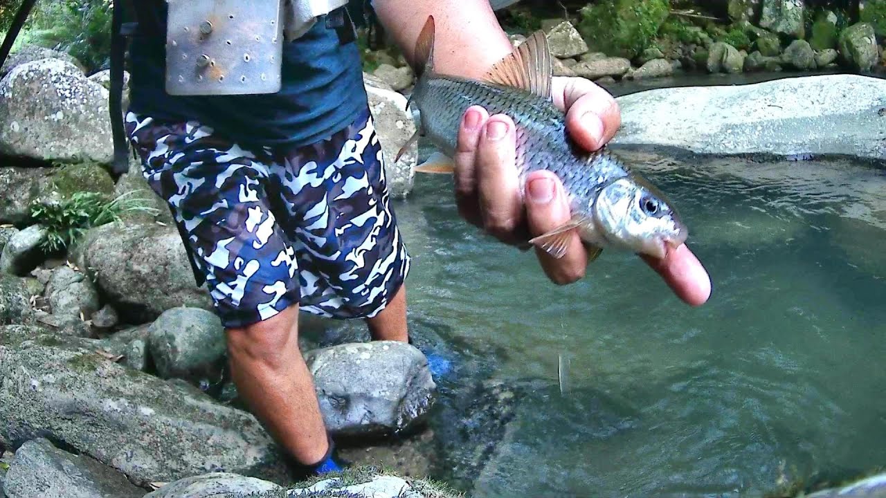 第一次試釣超狂釣點  無敵大麥蟲被苦花瘋狂拉扯 都20以上ㄉ尺寸