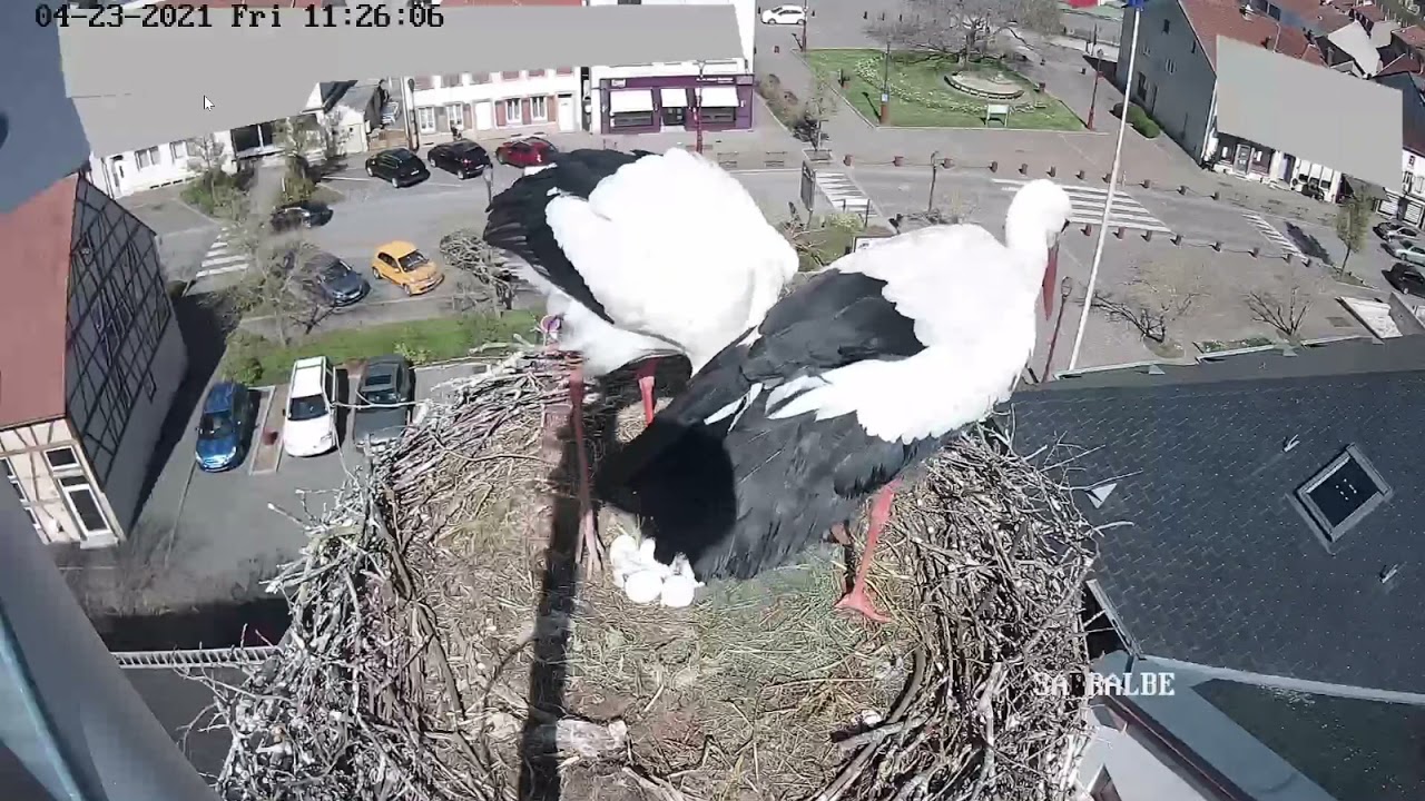 Webcam   Sarralbe   Le petit gesticule beaucoup!