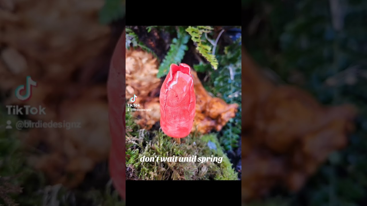 Tulips 🌷 now and forever. 