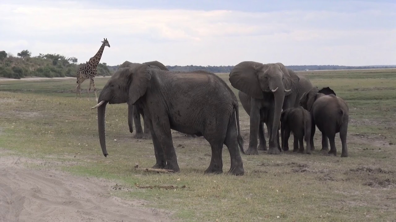 BOTSWANA  -  Chobe National Park  Part 2