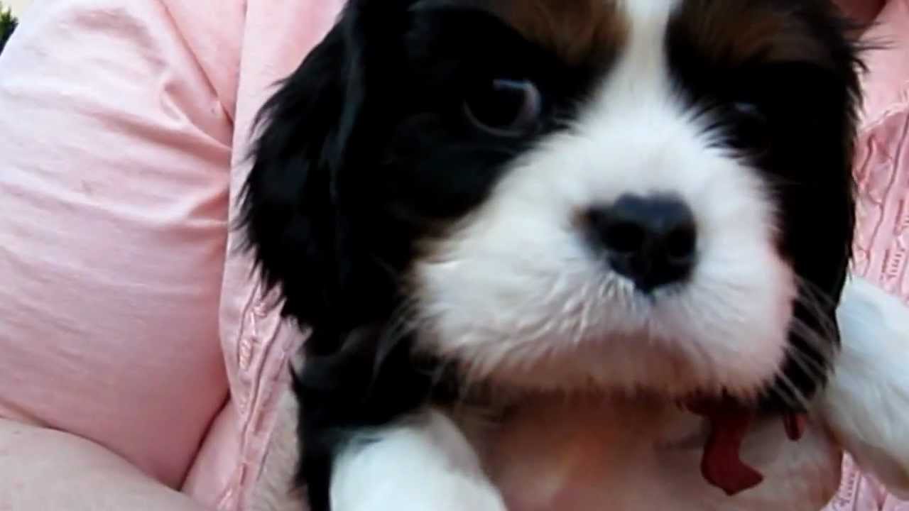 Diva + Lastats 6 wk Cavalier puppies