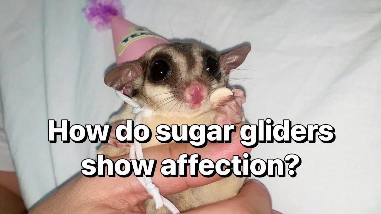 How do sugar gliders show affection?❤️🥹