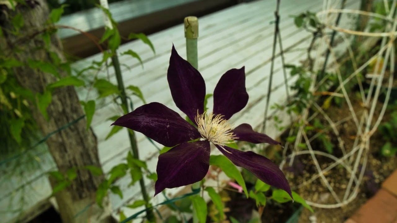 2023.7.2  32℃　k-garden