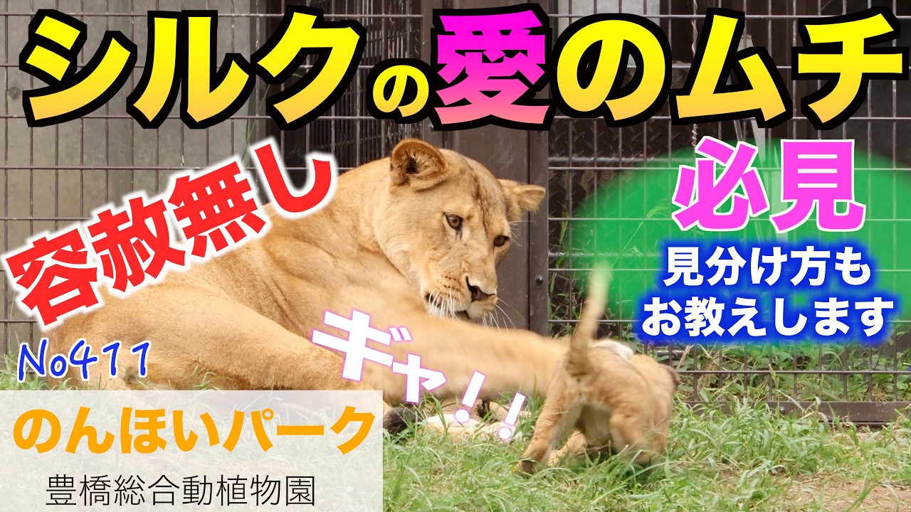 No411 『必見』子ライオンの見分け方　シルクの愛の鞭【のんほいパーク】　