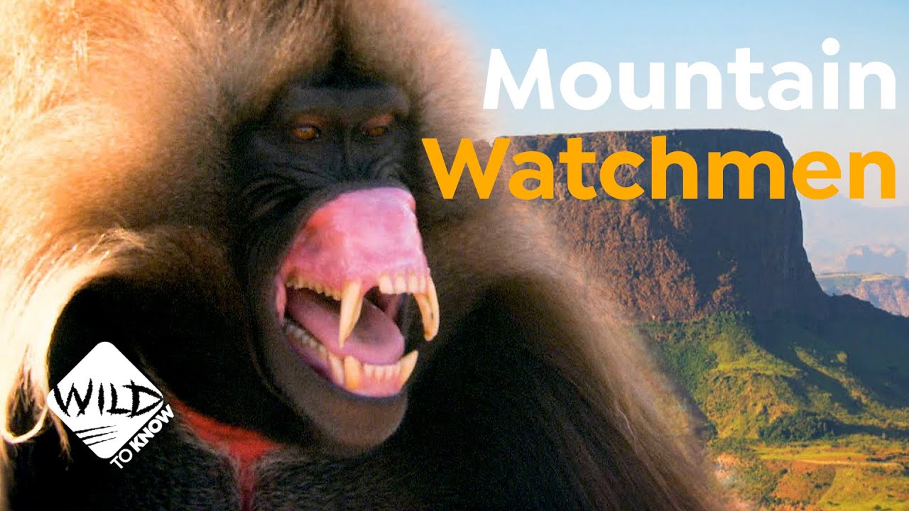 Geladas: Watchmen of Ethiopia&rsquo;s Mountains | Wild to Know