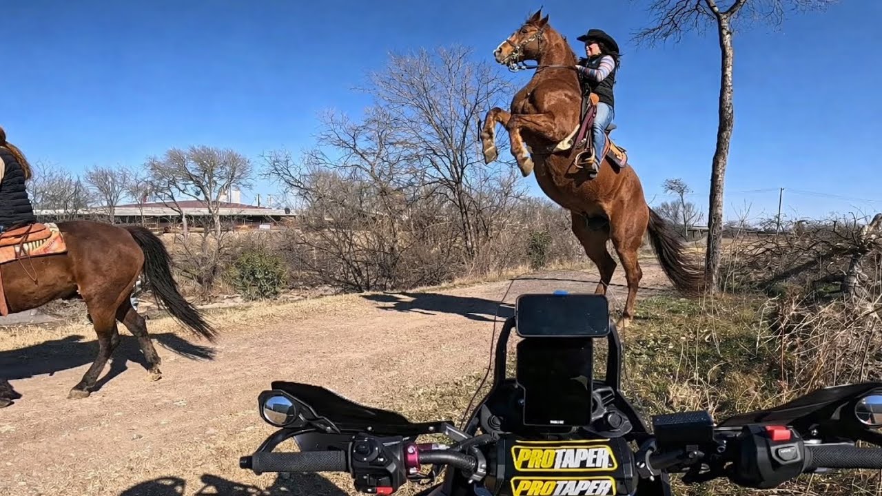 A COLD SUNDAY | horse does a wheelie