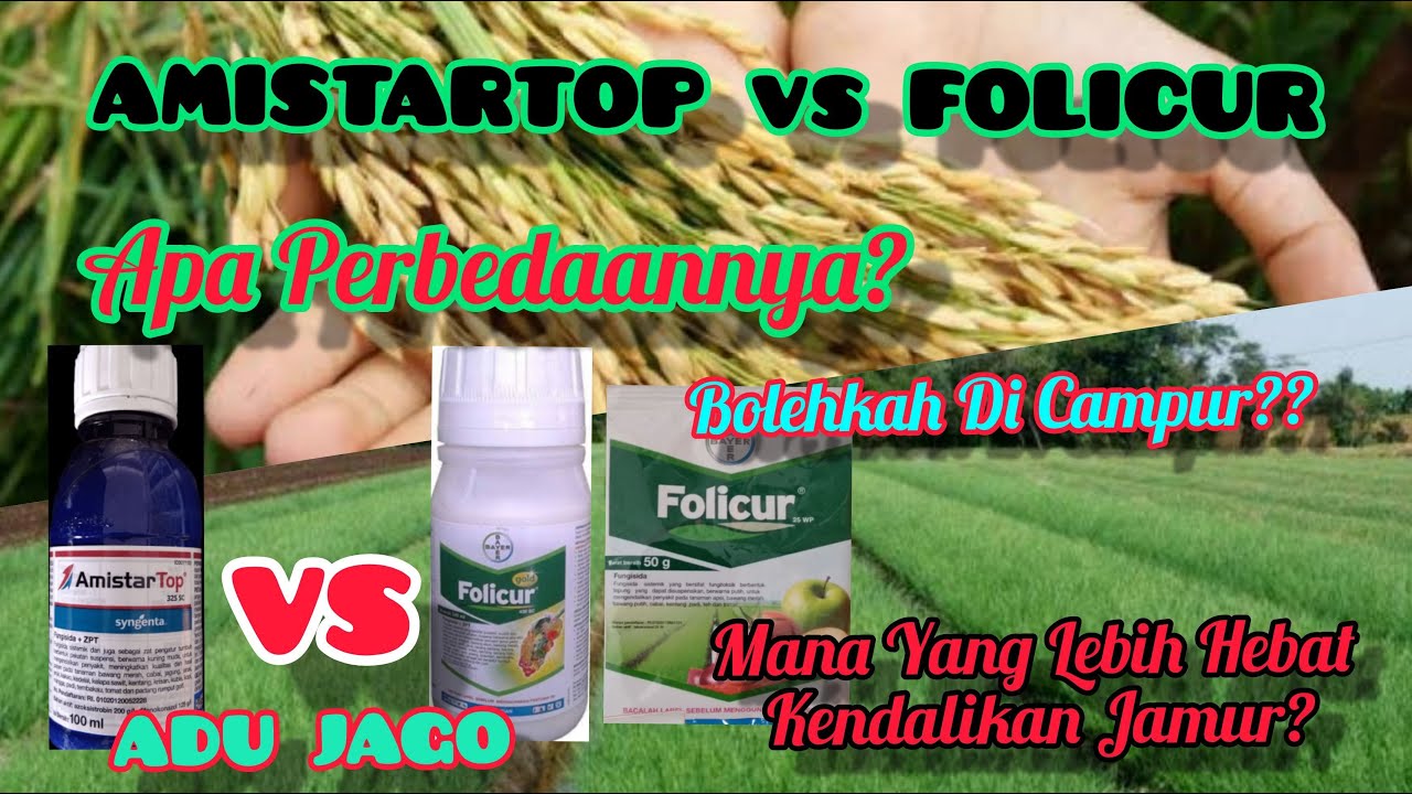 Adu Jotos Fungisida Terbaik Amistartop Vs Folicur,Mana Yang Lebih Handal Mengendalikan Jamur?