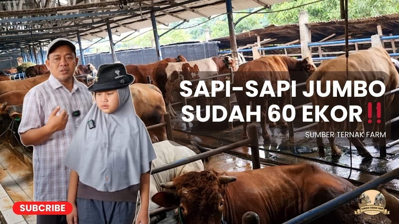 SAPI-SAPI JUMBO PILIHAN QURBAN 2026 ‼️ | SUMBER TERNAK FARM