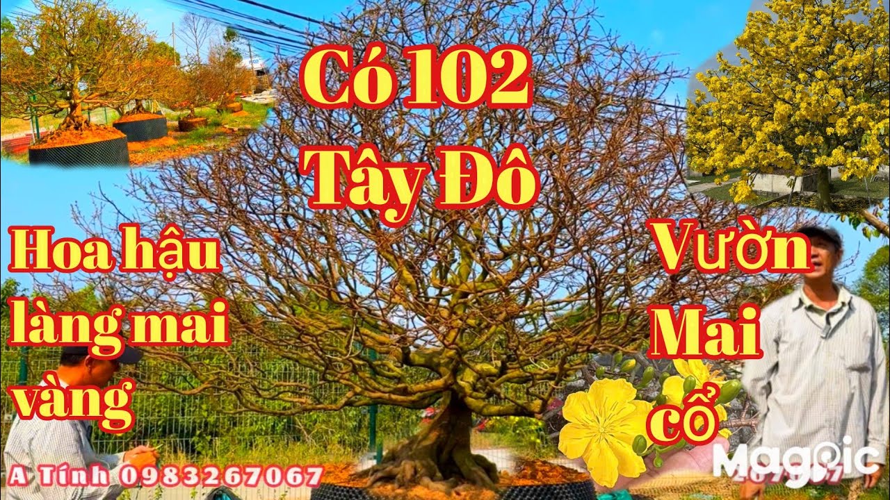  Xuất hiện vườn mai vàng kinh điển có 102 . những cụ Mai đẹp như hoa hậu tại CT 💥 A Tính 0983267067.