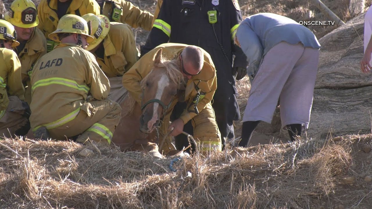 Firefighters Use Helicopter To Rescue Fallen Horse In Lake View Terrace