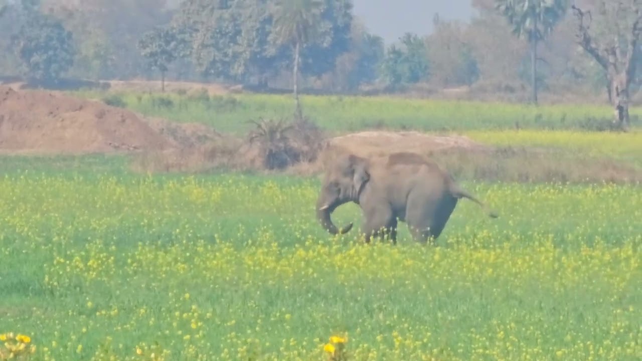  Gaaw में जंगली हाथियों का तांडव, दो गांवों में  लोगों को dikha