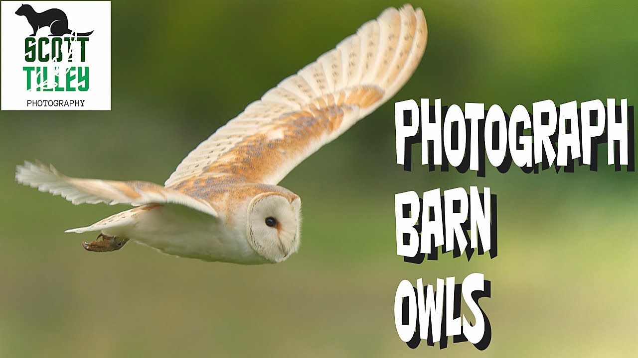 How To Photograph Wild Barn Owls