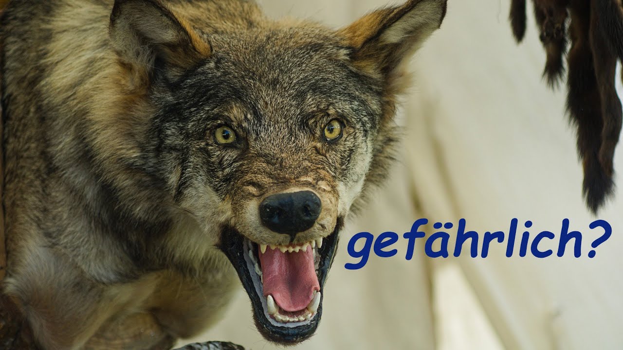 Wie gefährlich sind Wölfe wirklich?