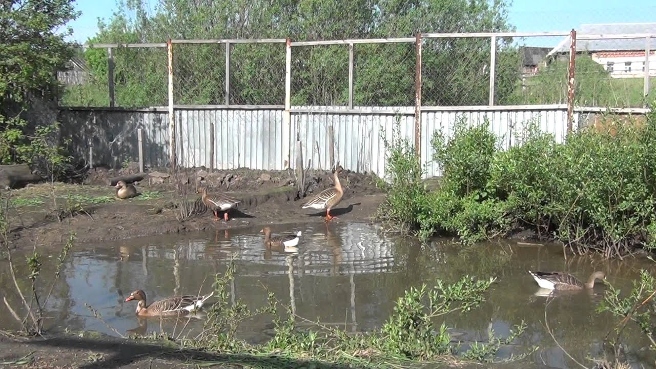 Голоса гусей 4