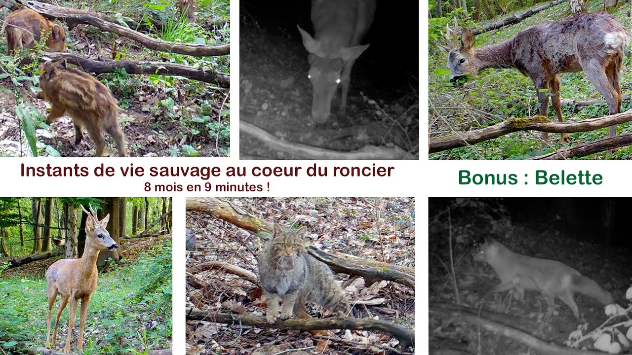 Instants de vie sauvage au coeur du roncier : 8 mois en 9 minutes… Bonus : belette !