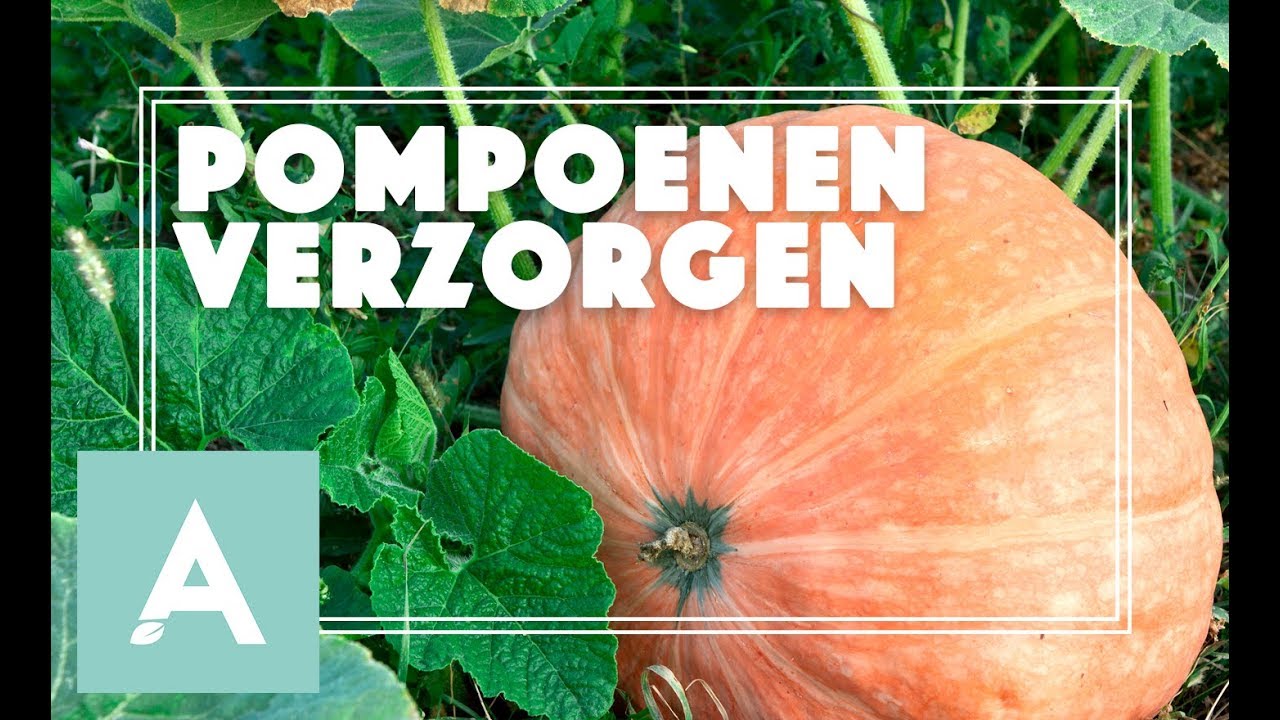 Pompoenen verzorgen tijdens de zomer! - Grow, Cook, Eat #53