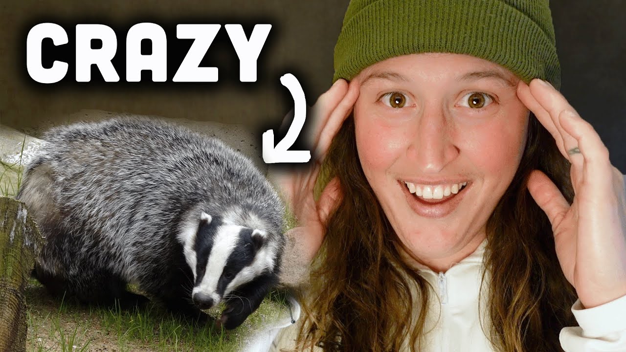 🟢 Learn English With This Easy Story | The Crazy Honey Badger