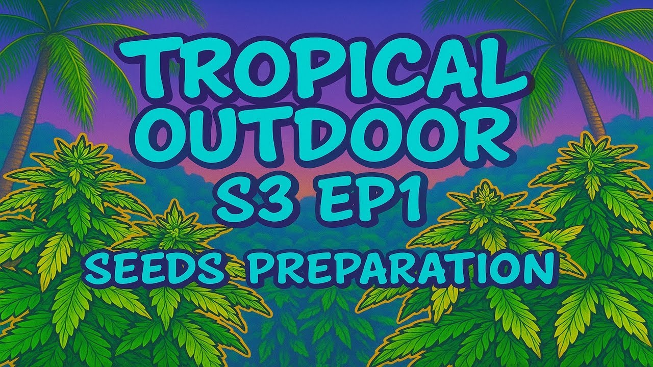 Weed Seeds Preparation Marijuana Growing | Cannabis HomeGrow Outdoor S3 Ep1 Thailand 
