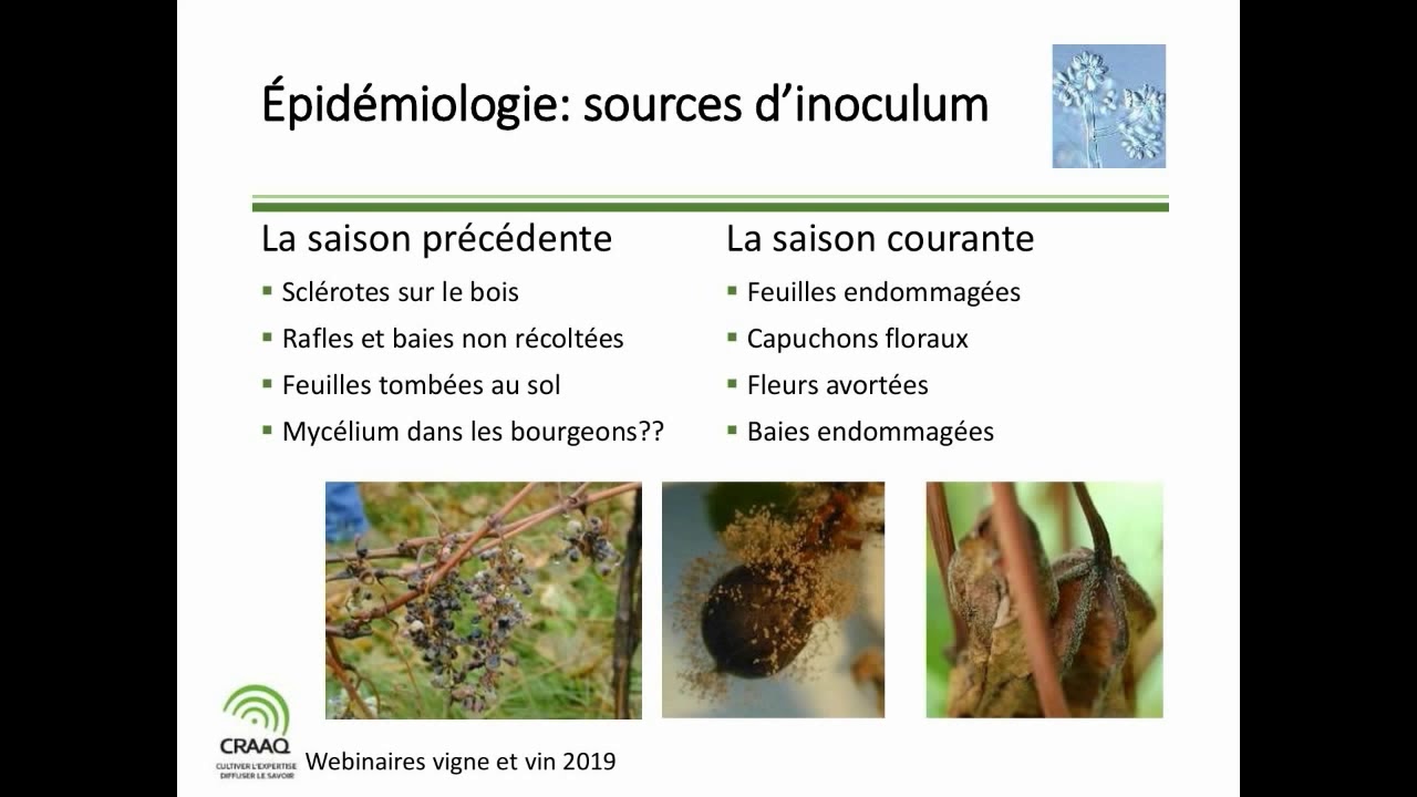 Botrytis de la vigne