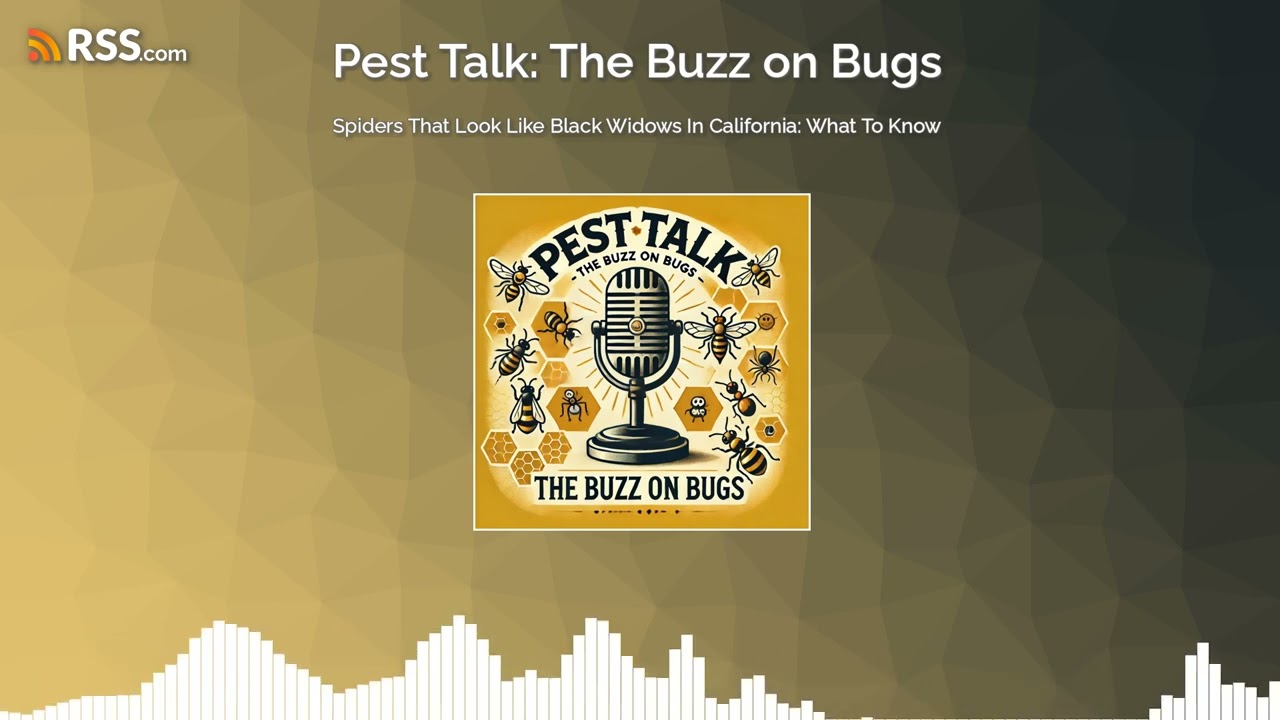 Spiders That Look Like Black Widows In California: What To Know