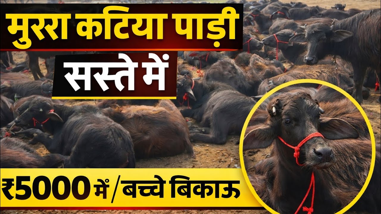 मुर्रा भैस कटिया पाड़ी की सबसे बड़ी सस्ती पशु मंडी |Murrah Buffalo calf sell