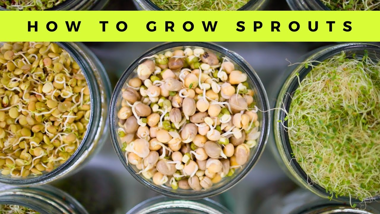 HOW TO GROW SPROUTS AT HOME! (world's top expert Doug Evans!)
