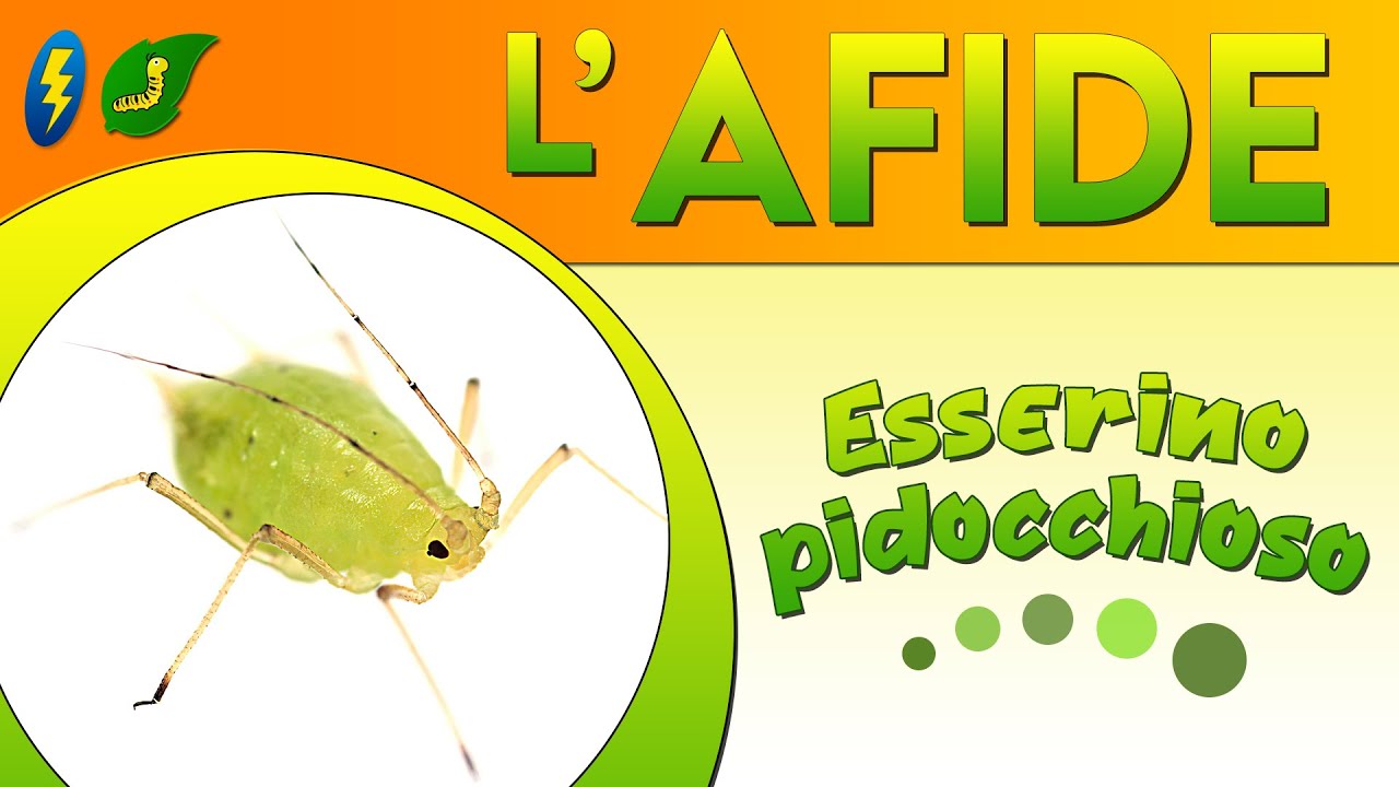L'Afide, esserino pidocchioso ⚡