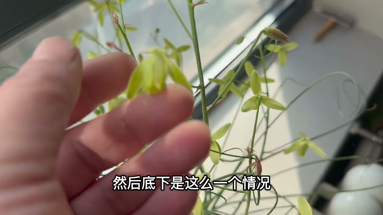 我家的小众植物：弹簧草