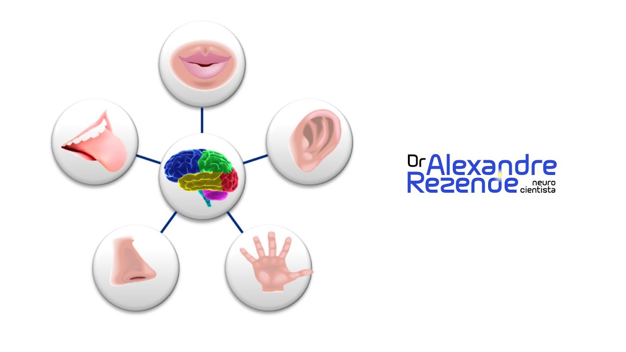 Sistemas Representacionais