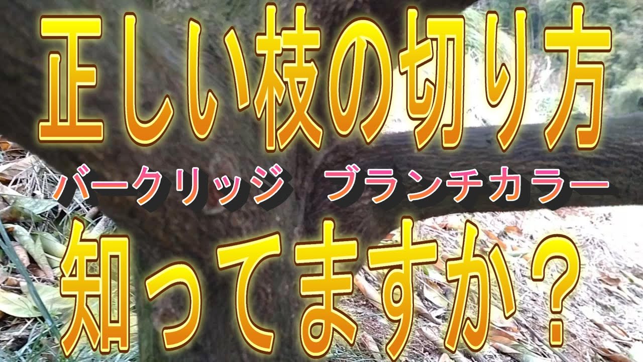 「枝の切り方」　正しい位置を教えます‼