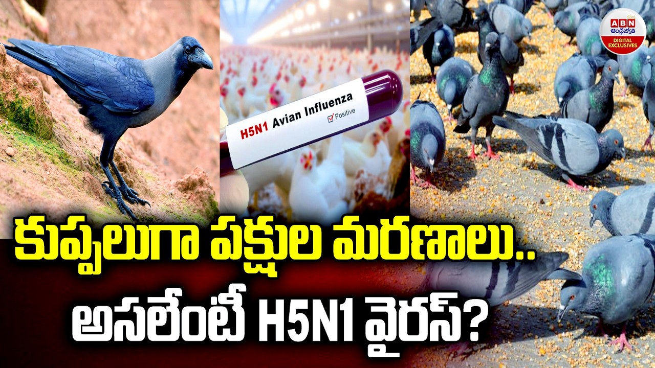 కుప్పలుగా పక్షుల మరణాలు | H5N1 Virus Detected in Chennai | H5N1 Virus Found in Tamil Nadu | ABN