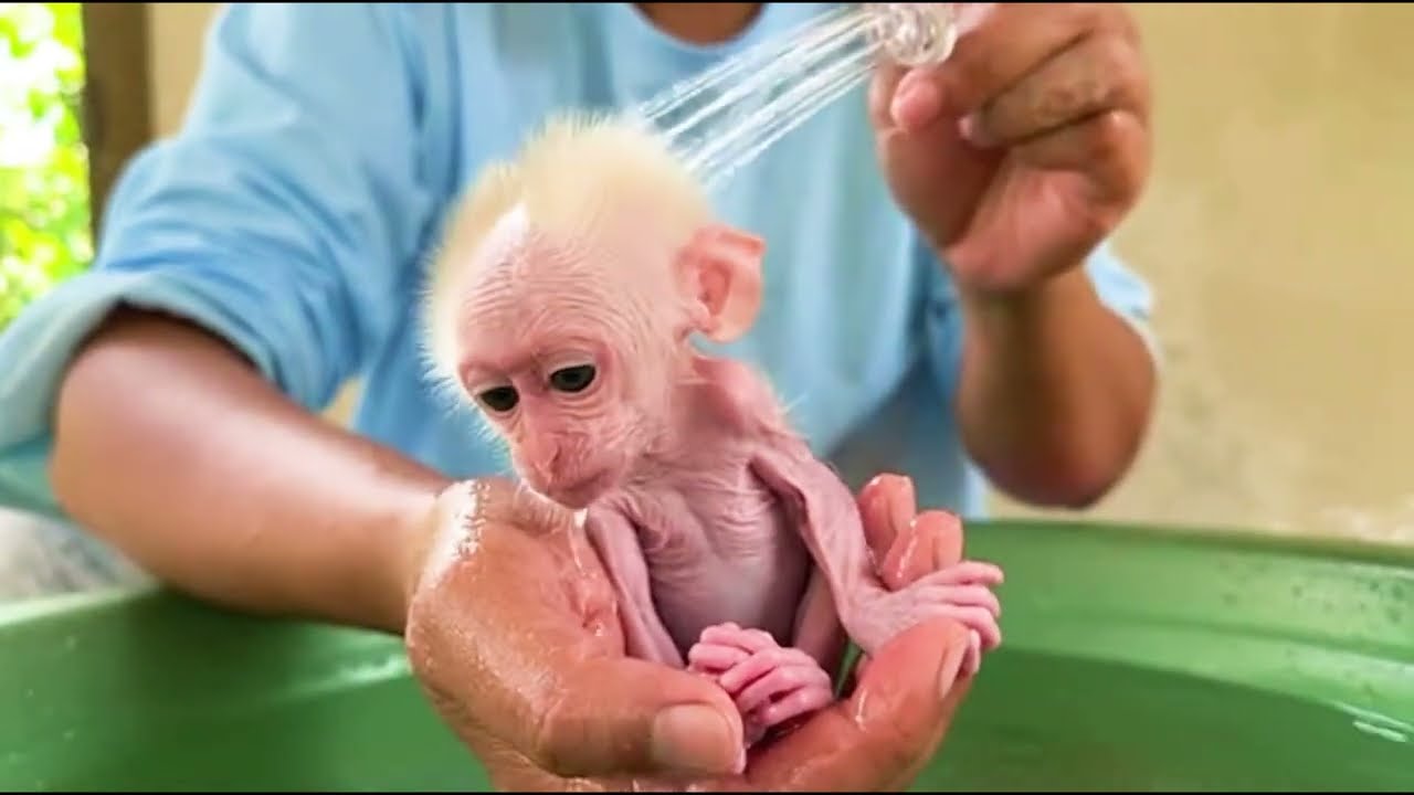wow just newborn baby monkey with love...