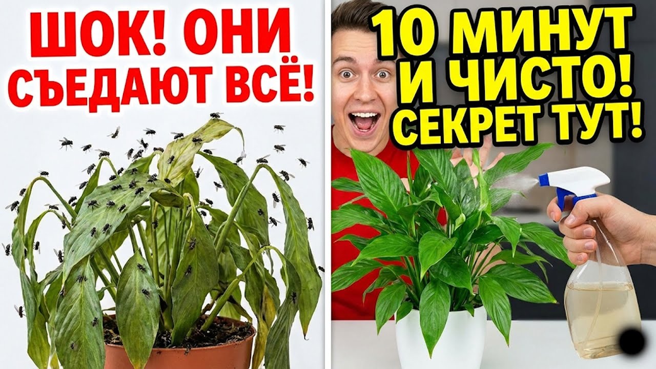 Я в шоке! За 10 минут избавился от мошек в цветах и рассаде. Секретный метод!